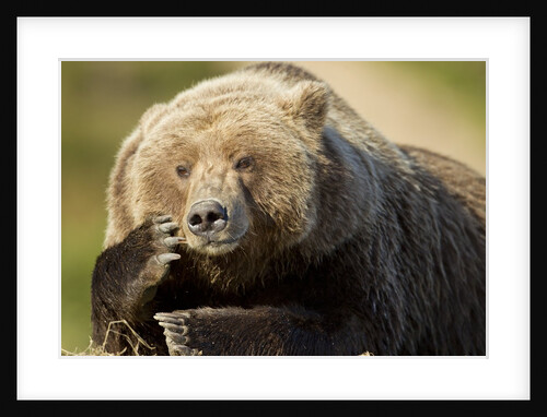 Resting Brown Bear, Katmai National Park, Alaska by Anonymous