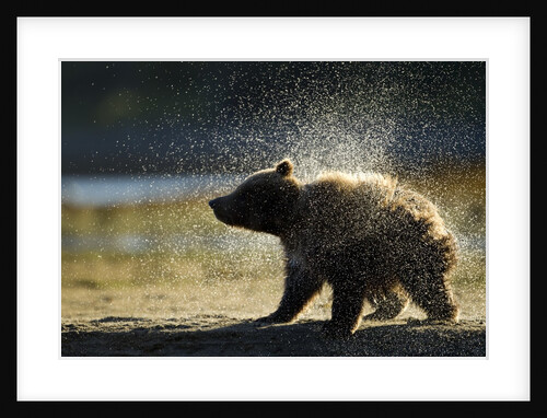 Brown Bear Spring Cub, Katmai National Park, Alaska by Anonymous