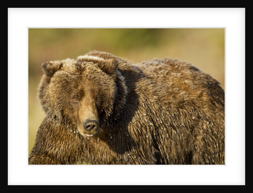 Ice-covered Brown Bear, Katmai National Park, Alaska by Anonymous