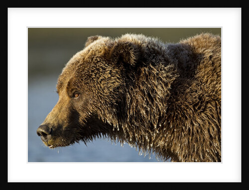 Ice-covered Brown Bear, Katmai National Park, Alaska by Anonymous
