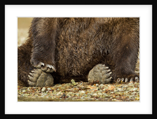 Brown Bear Paws, Katmai National Park, Alaska by Anonymous
