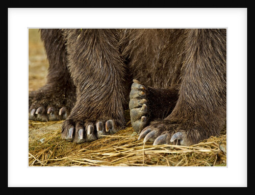 Brown Bear Paws, Katmai National Park, Alaska by Anonymous