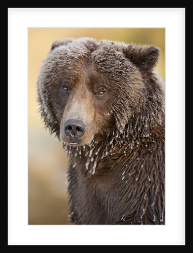 Ice-covered Brown Bear, Katmai National Park, Alaska by Anonymous