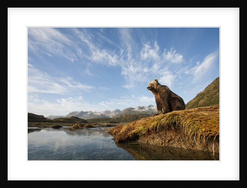 Brown Bear and Mountains, Katmai National Park, Alaska by Anonymous