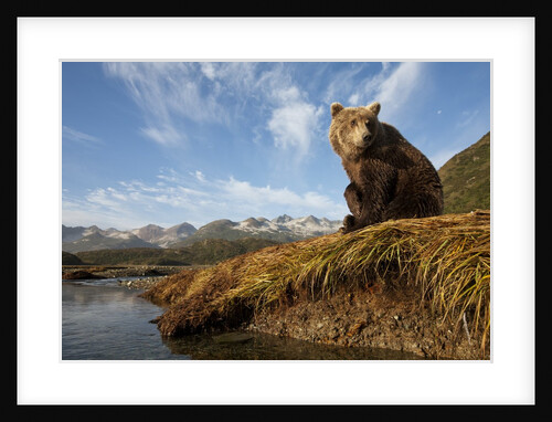 Brown Bear and Mountains, Katmai National Park, Alaska by Anonymous