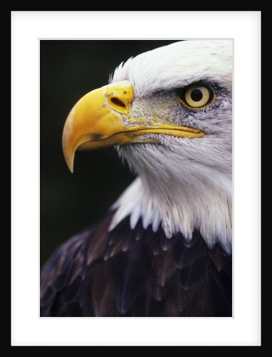 Bald Eagle (Haliaeetus leucocephalus) by Anonymous