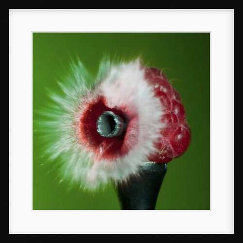 Raspberry Impact by Anonymous