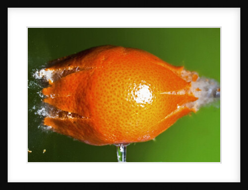 Breaking Tangerine by Anonymous