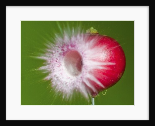 Radish Impact by Anonymous