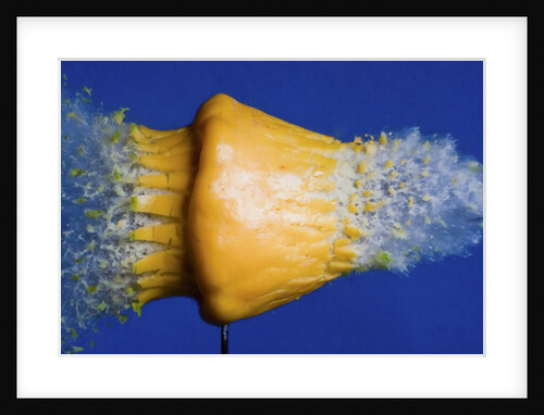 Squash Squished by Anonymous