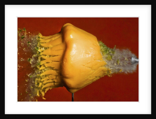 Squash Explosion by Anonymous