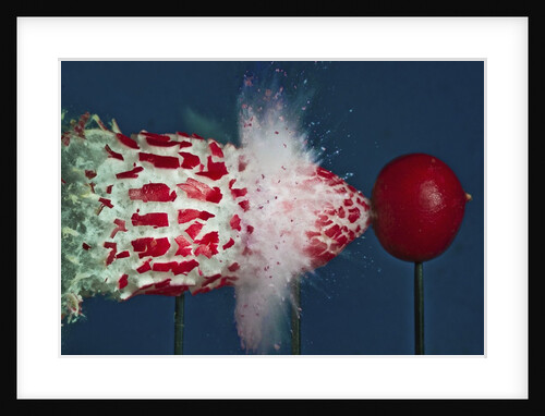 Tri Radish Destruction by Anonymous