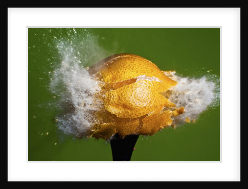 Lemon Aid by Anonymous