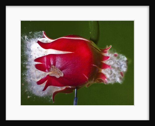 Red Fruit Die by Anonymous
