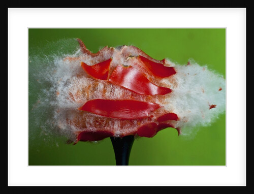 Tomato Surprise by Anonymous