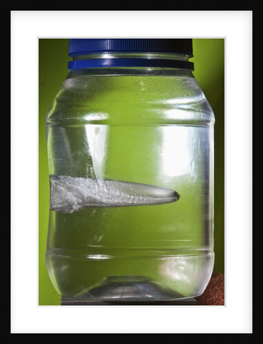 Water Figure by Anonymous