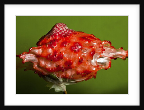 Weird Strawberry by Anonymous