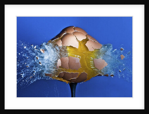 Eggceptional by Anonymous