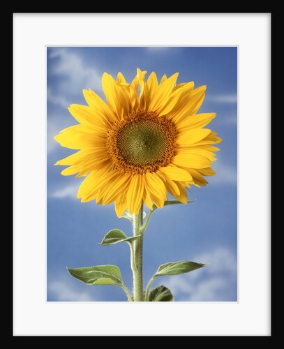 A sunflower against blue sky by Anonymous