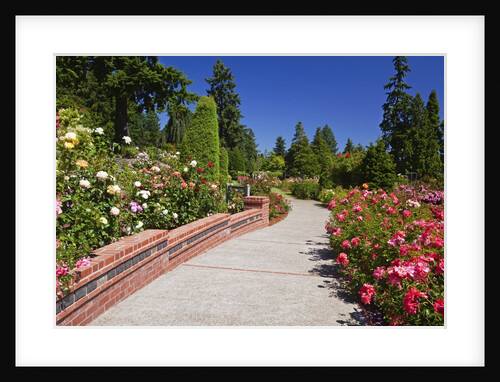 Portland Rose Garden, Oregon by Anonymous