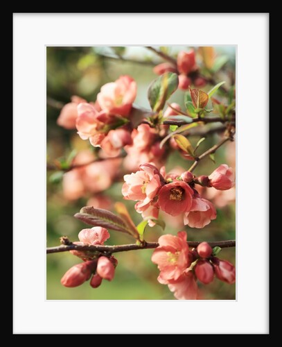Japanese cherry blossom on branch by Anonymous