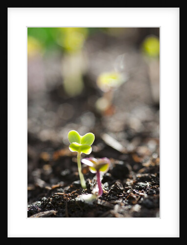 Seedlings emerging in spring by Anonymous