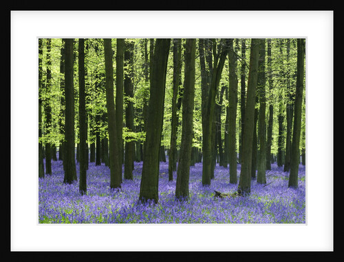 Bluebells at Dockey Wood on the Ashridge Estate by Anonymous