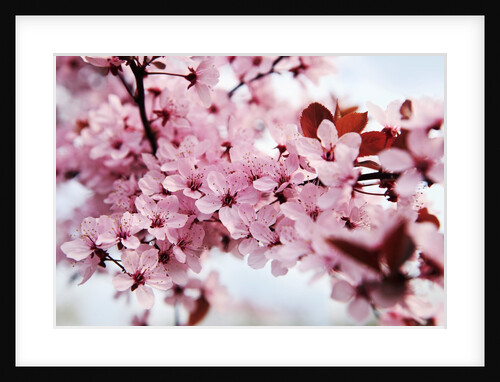 Japanese cherry blossom by Anonymous