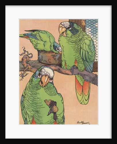 Illustration of three parrots by Anonymous