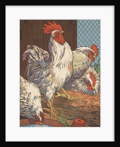 Illustration of four white chickens by Anonymous