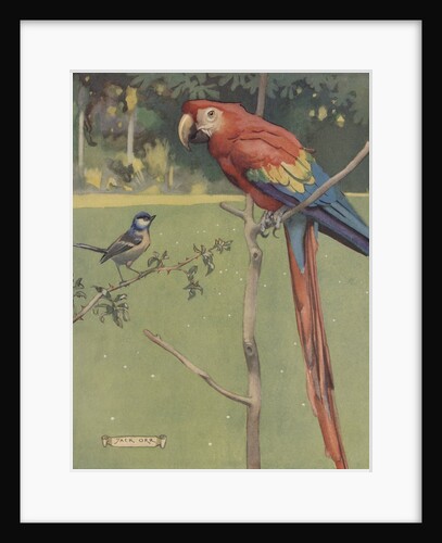 Illustration of macaw and sparrow by Anonymous