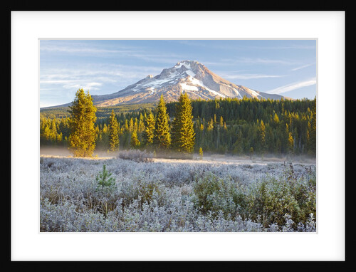 morning frost in meadow, Mt. Hood, Oregon. by Anonymous