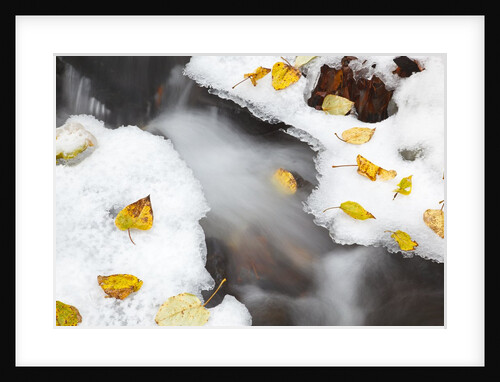 first winter snow along small creek, Columbia River Gorge National Scenic Area. Oregon by Anonymous