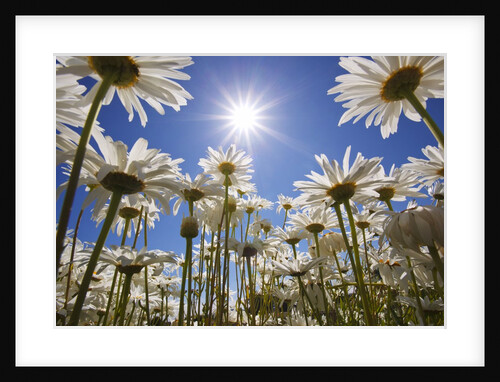 sun thru flowers, Willamette Valley, Oregon. by Anonymous