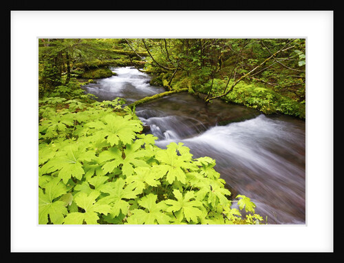 still creek, Mt. Hood National Forest. Oregon Cascade Mountains. by Anonymous