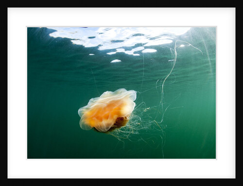 Jellyfish, Alaska by Anonymous