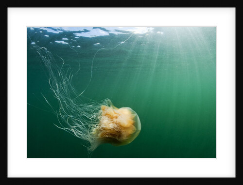 Lion's Mane Jellyfish, Alaska by Anonymous