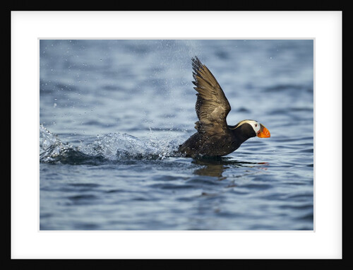 Puffin, Kodiak Island, Alaska by Anonymous