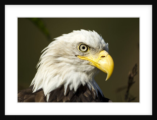 Bald Eagle, Alaska by Anonymous