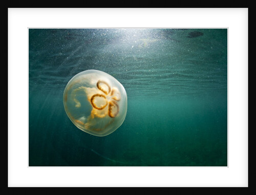 Moon Jellyfish, Alaska by Anonymous