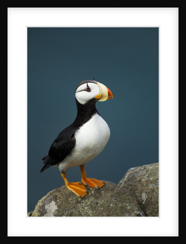 Puffin, Katmai National Park, Alaska by Anonymous