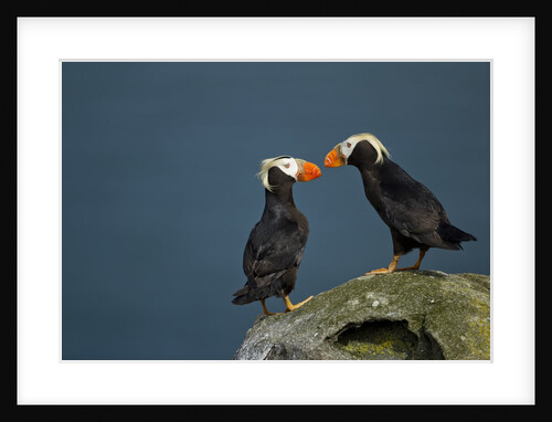 Puffin, Katmai National Park, Alaska by Anonymous