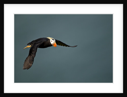 Tufted Puffin, Katmai National Park, Alaska by Anonymous