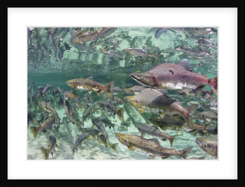 Underwater Spawning Salmon, Alaska by Anonymous