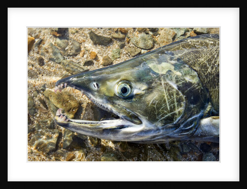 Close-up of Dying Spawning Salmon, Alaska by Anonymous