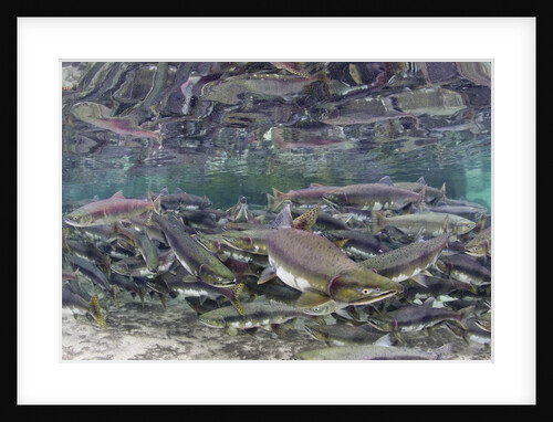 Underwater Spawning Salmon, Alaska by Anonymous
