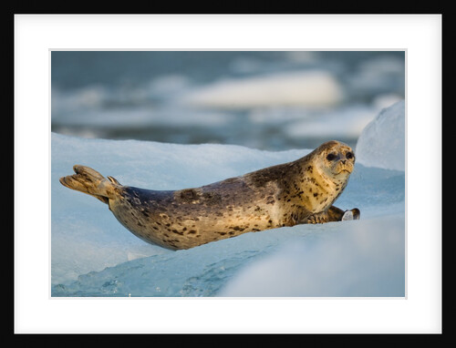 Harbor Seal and Iceberg, Alaska by Anonymous