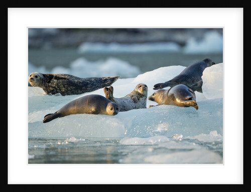 Harbor Seals on Iceberg, Alaska by Anonymous
