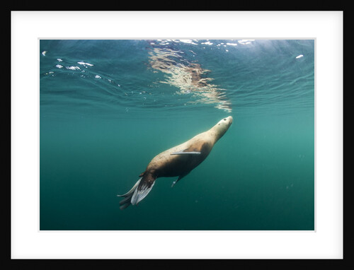 Steller's Sea Lion, Alaska by Anonymous