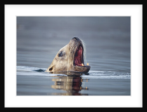 Steller's Sea Lion, Alaska by Anonymous